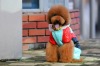 Wholesale Winter Pet Clothes/Pet Supply/Dog Clothes