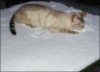 Wholesale Smooth polymer snow--enjoy it with your pets!