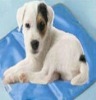 Wholesale Ice pad cooling ice pad pet pad