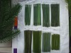 Wholesale PET Pine Needles for Christmas tree