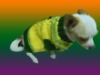 Wholesale knitted pet clothing
