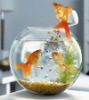 Wholesale sphere glass fish bowl