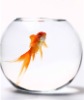Wholesale clear big bowl shape fish tank for fish farm