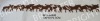 Wholesale Felt Reindeer Table Runner or Garland in 3mm Thickness