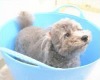 Wholesale 45L HDPE bucket.plastic garden bucket .Garden bucket.TUBTRUGS.IOUS BUCKET
