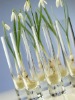 Wholesale vase