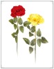 Wholesale artificial rose flower( single 109cm)