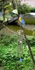 Wholesale Blue bird wind chime