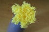 Wholesale produce preserved carnation flower
