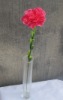 Wholesale Carnation