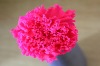 Wholesale 2012 best selling product Preserved Flower pink carnation