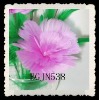 Wholesale wholesale pink feather carnation flowers