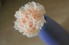 Wholesale 2012 hot products colorful preserved carnation