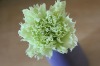 Wholesale 2012 hot products dried carnation bud green