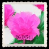 Wholesale real feather carnation flowers