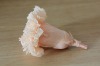 Wholesale top grade preserved rose and carnation with low price