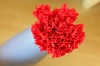 Wholesale wholesale red artificial carnation bud top grade