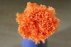 Wholesale wholesale gold preserved carnation bud