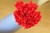 promotion red dried carnation bud